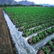 آب شیرین کن کشاورزی چیست
